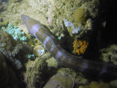 Conger cinereus