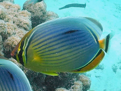 Chaetodon trifasciatus
