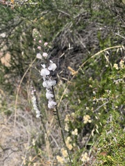 Sairocarpus coulterianus