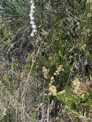 Sairocarpus coulterianus