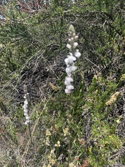 Sairocarpus coulterianus