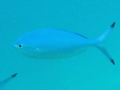 Caesio lunaris
