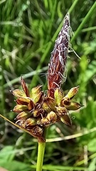 Carex montana