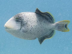 Pseudobalistes flavimarginatus