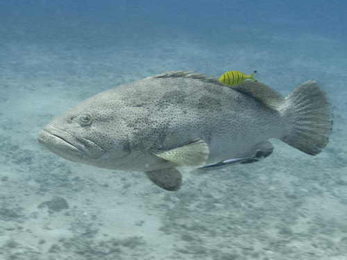 Malabar Grouper