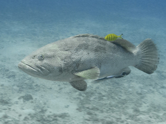 Epinephelus malabaricus