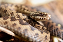 Vipera berus berus