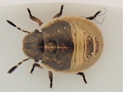 Eurygaster testudinaria