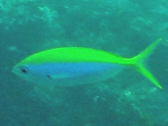 Caesio xanthonota