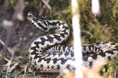 Vipera berus berus