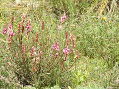 Onobrychis humilis