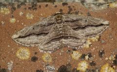 Menophra thuriferaria