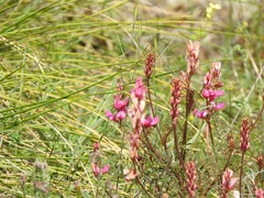 Onobrychis humilis