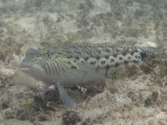 Parapercis hexophtalma