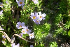 Chaenostoma floribundum