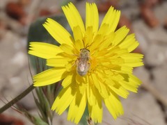 Halictus