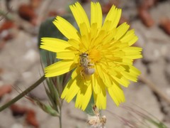 Halictus