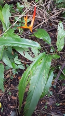Heliconia psittacorum