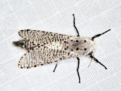 Polyphagozerra coffeae