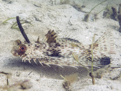 Dactyloptena orientalis
