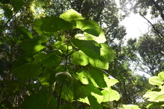 Urera baccifera