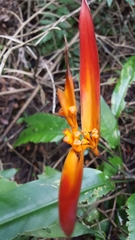 Heliconia psittacorum