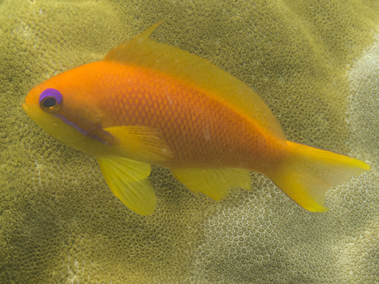 Sea goldie