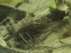 Solenostomus cyanopterus