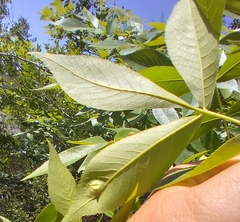Carya floridana