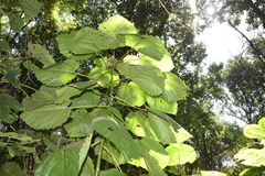 Urera baccifera