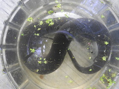 Amphiuma tridactylum