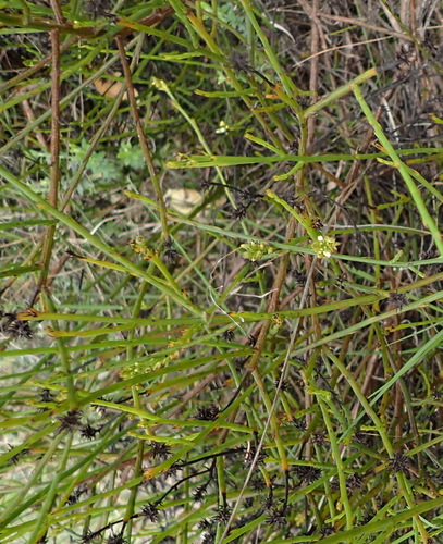 Image of Thesium spicatum by (c) Nicola van Berkel, some rights reserved (CC BY-SA)
