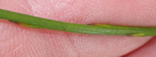 Image of Thesium spicatum by (c) Nicola van Berkel, some rights reserved (CC BY-SA)