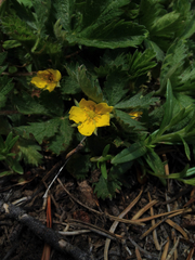 Potentilla gracilis