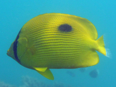 Chaetodon zanzibarensis