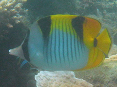 Chaetodon falcula