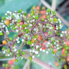 Urera caracasana