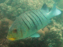 Plectorhinchus plagiodesmus