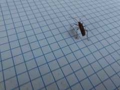 Stenomacra marginella