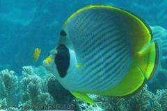 Chaetodon adiergastos