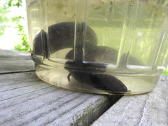 Amphiuma tridactylum