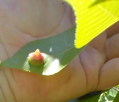 Phylloxera caryaefoliae