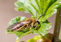 Andrena rugosa