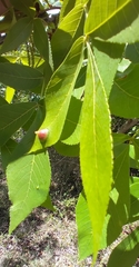Phylloxera caryaefoliae