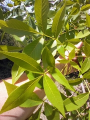 Phylloxera caryaefoliae
