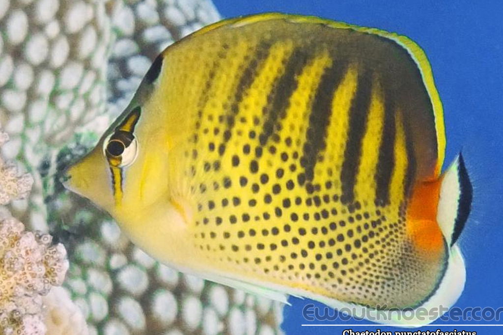 Dot and dash Butterflyfish