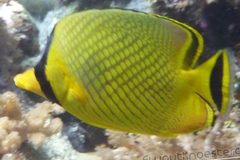 Chaetodon rafflesii