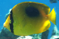 Chaetodon speculum