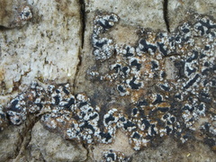 Pseudoschismatomma rufescens