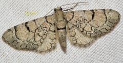 Eupithecia venosata